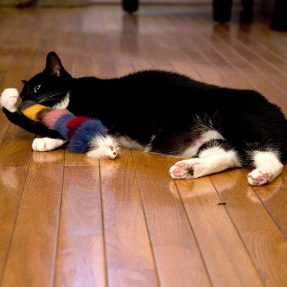 Iconic Pet Set of 2 Fur Weasel Toy with Squeaker for Pets, Best Pet Play Toy - Picture 7 of 8